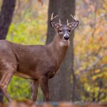 金沙线上赌博官方平台全解析与安全合规要点总结 ub1th1aj