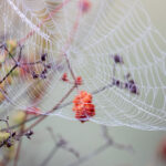 《风云直播电视版》高清免费下载安装指南 2h5xfq81ol